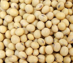 Soybean Seeds