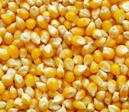 Yellow Corn Seeds