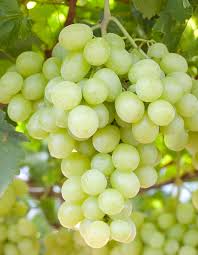 Prime Seedless  Grapes