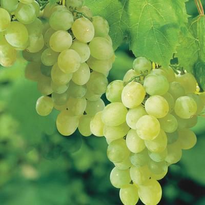 Thompson Seedless Grapes