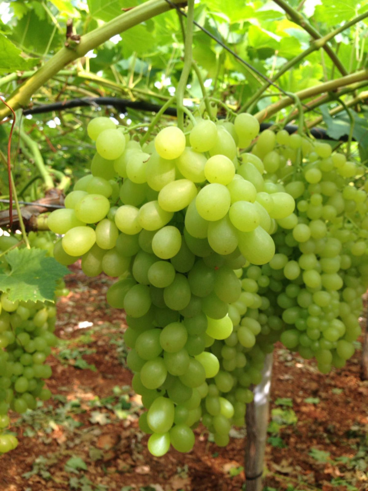 Sugraone Grapes