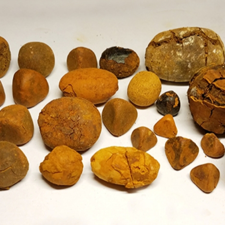 Cow/Ox Gallstones