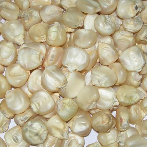 White Corn