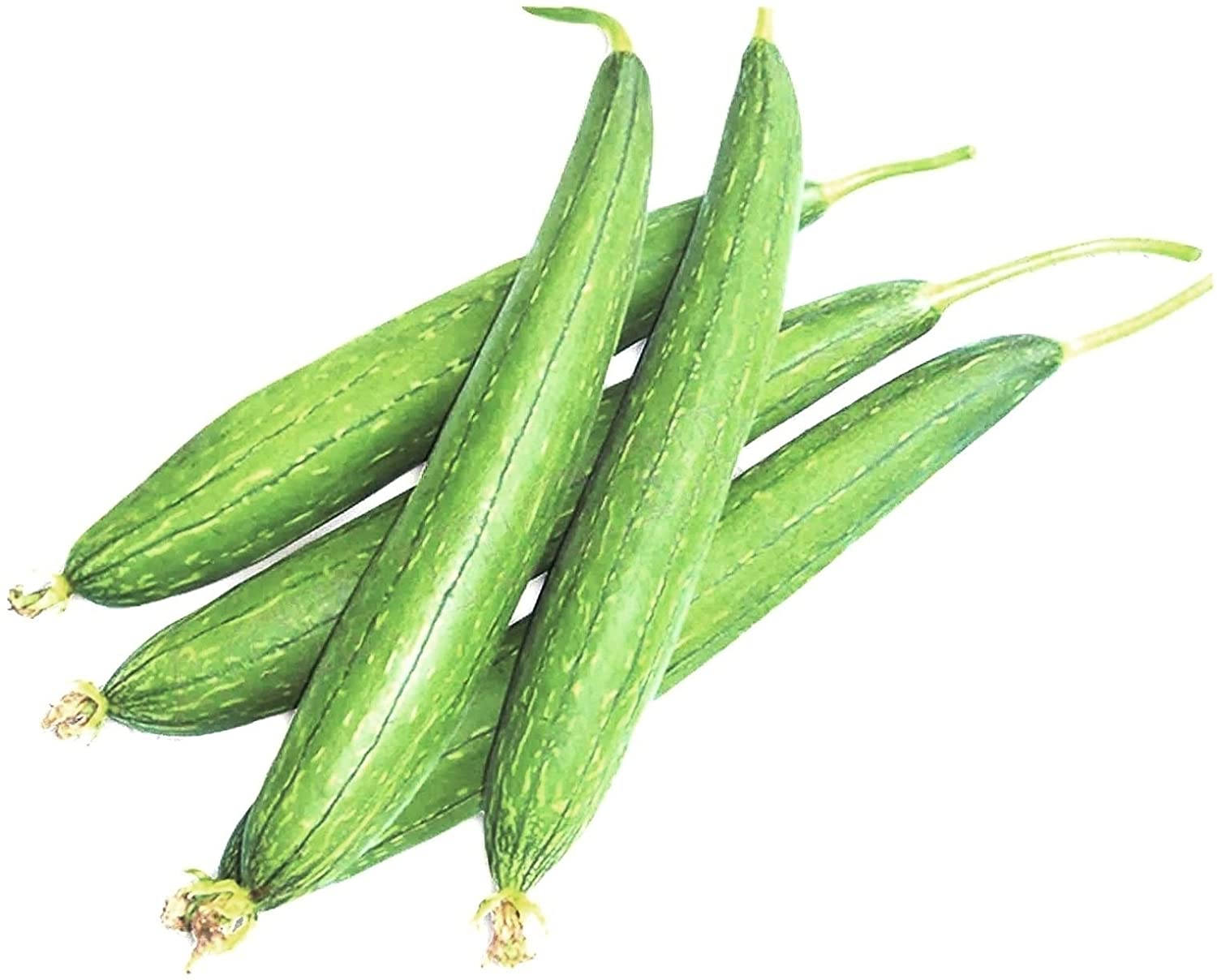 Ridge Gourd