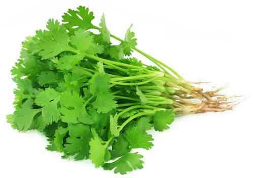 Coriander