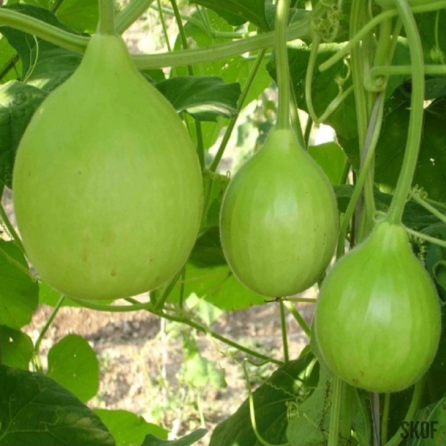 Round Bottle Gourd